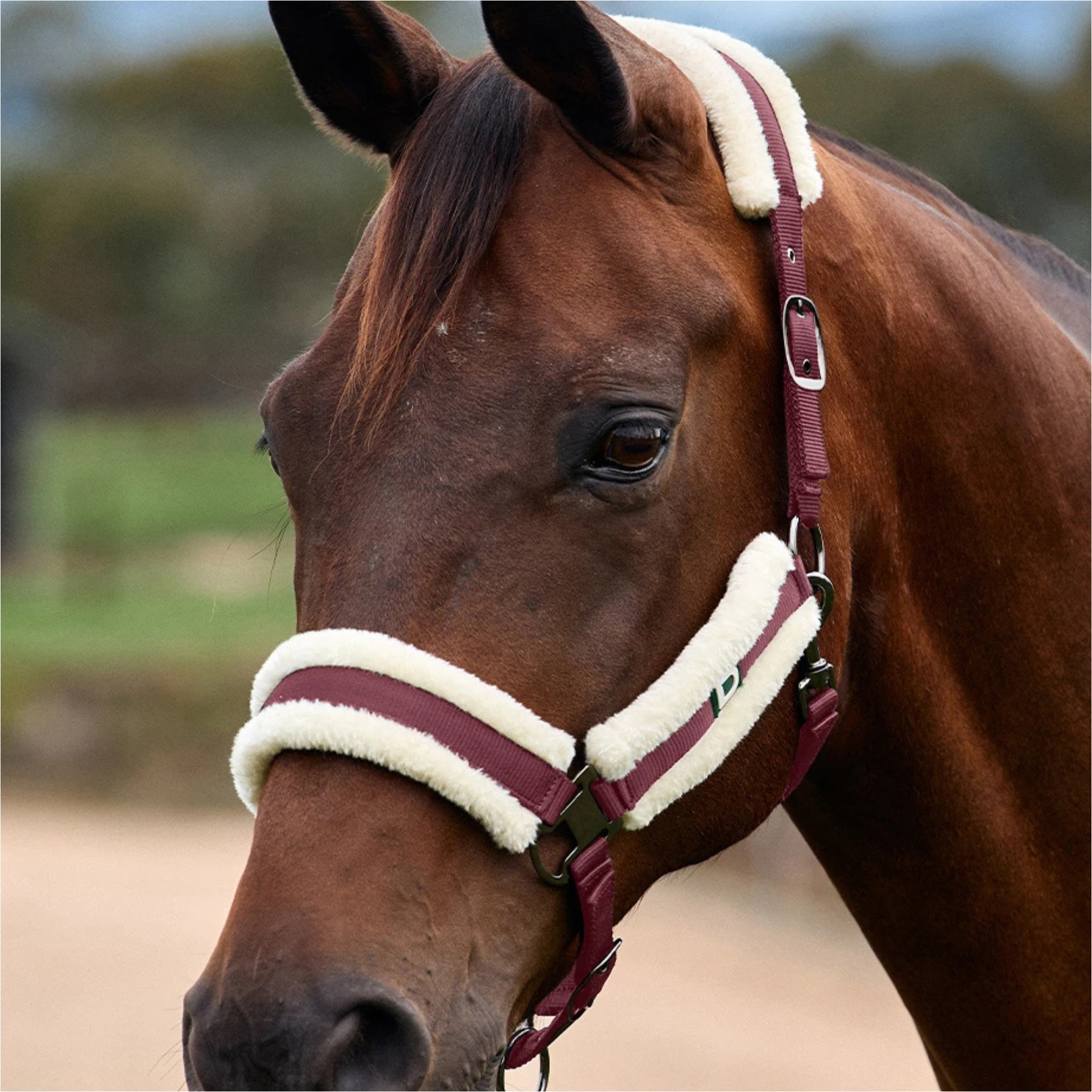 2026 Dublin Soft Fit Headcollar 1031034 - Burgundy